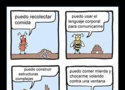 Enlace a Cada insecto tiene su habilidad especial