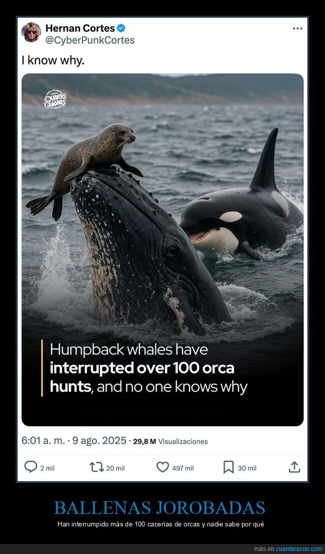 ballenas,focas,orcas