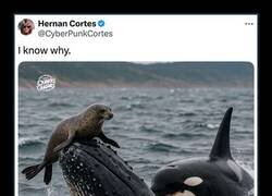 Enlace a Curioso comportamiento