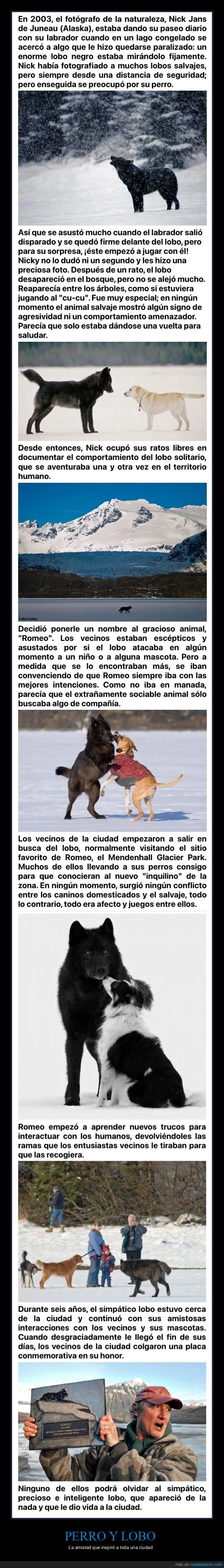perro,lobo,amistad