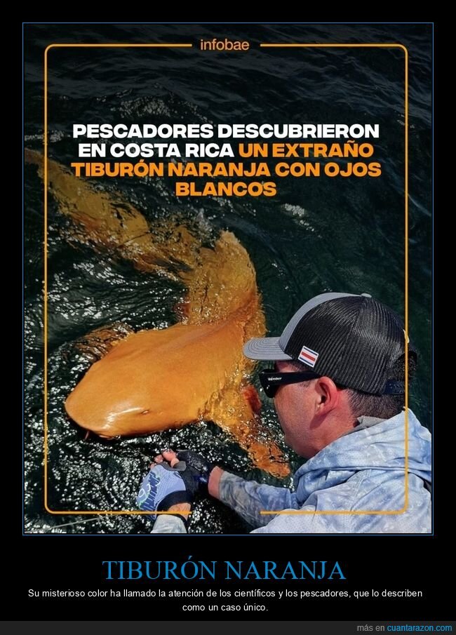 tiburón,naranja