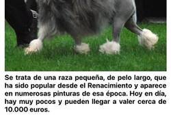 Enlace a El ranking de las 10 razas de perro más caras