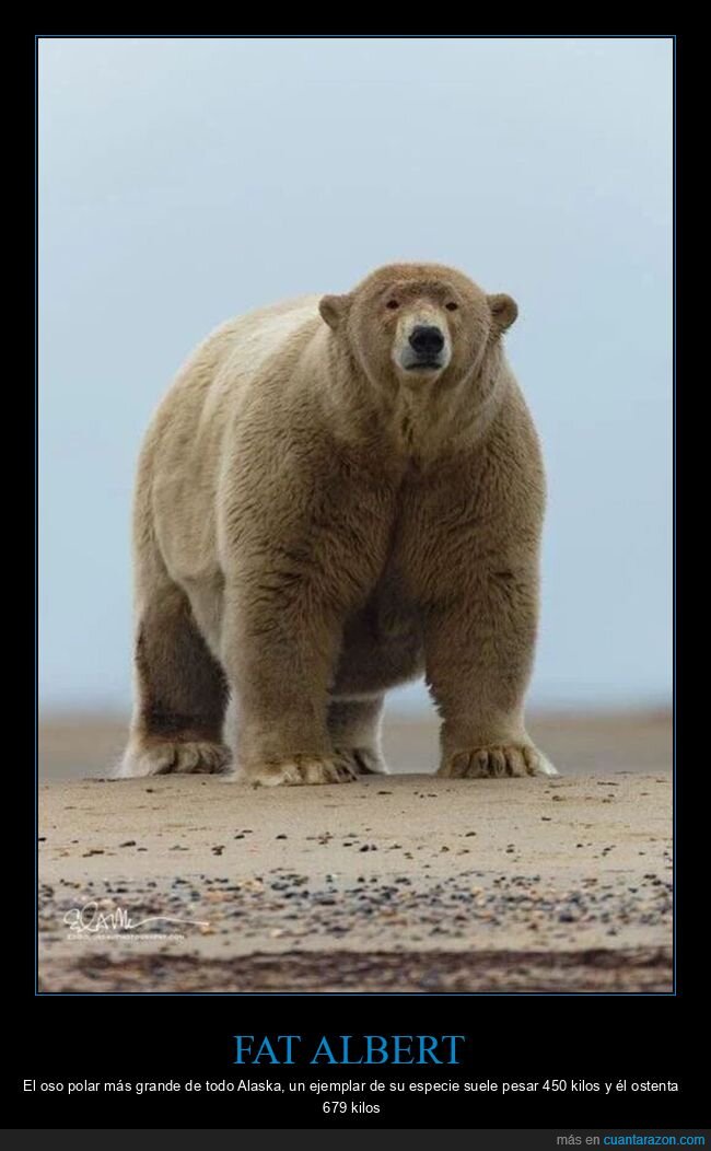 fat albert,gordo,oso polar,peso