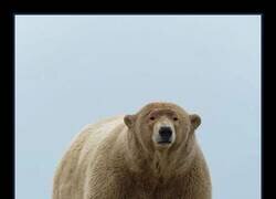 Enlace a Récord de peso