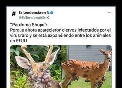 Enlace a Cada vez más animales afectados