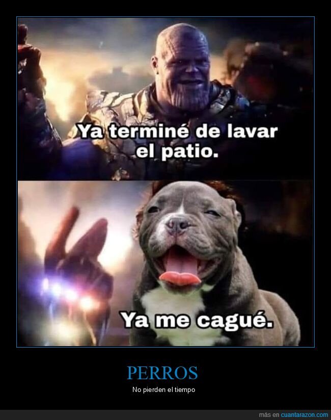perro,patio,limpiar