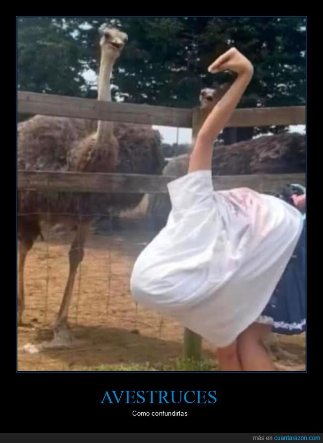 avestruz,wtf