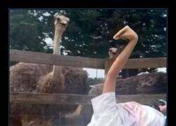 Enlace a Buena imitación