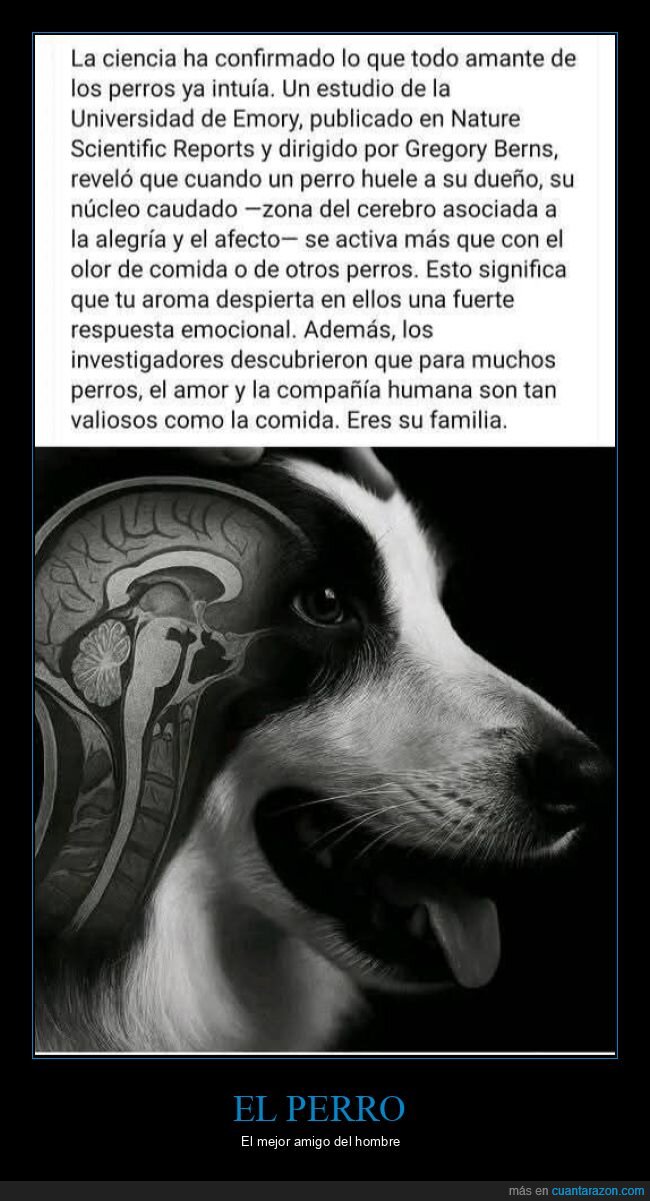 perros,estudio,cerebro,dueño