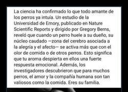 Enlace a La ciencia confirma que el perro es el mejor amigo del hombre
