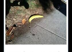 Enlace a Imágenes curiosas que pondrán a prueba tu cerebro