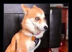 Enlace a Traumado de por vida