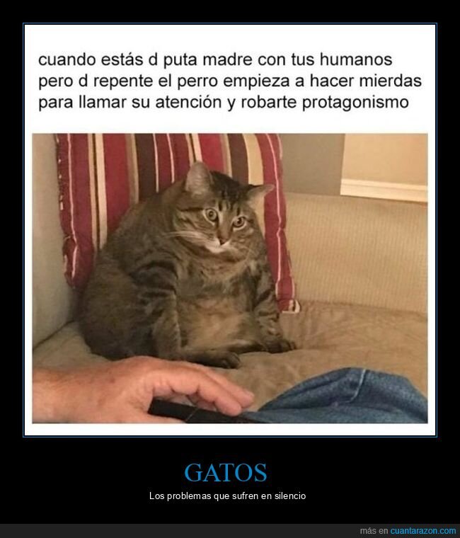 gatos,perros,protagonismo