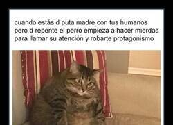 Enlace a Maldito perro...