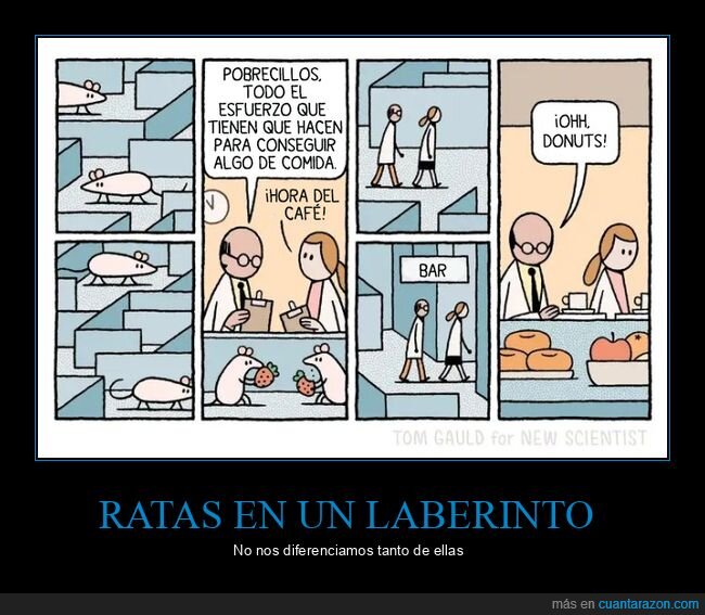 ratas,laberinto,comida,científicos