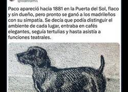 Enlace a La historia de Paco, el perro más famoso de Madrid