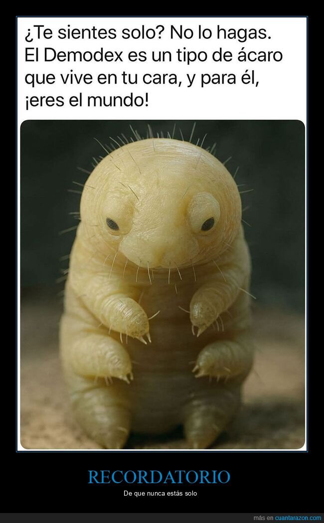 ácaro,cara,demodex