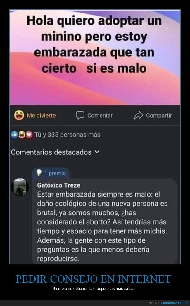 adoptar,gato,embarazada