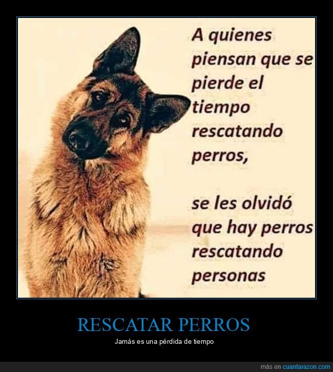 perros,rescatar,personas