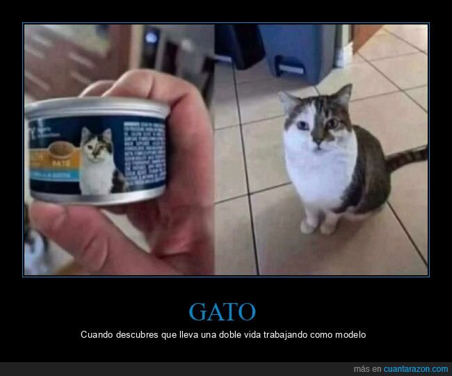 gato,parecidos