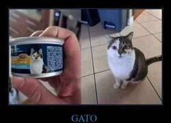 Enlace a Descubrimiento impactante