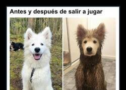 Enlace a Interesantes comparaciones que revelan la diversidad inesperada de la vida