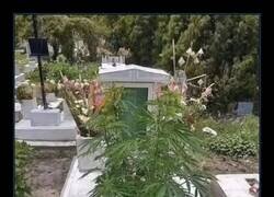 Enlace a Algo ha germinado...