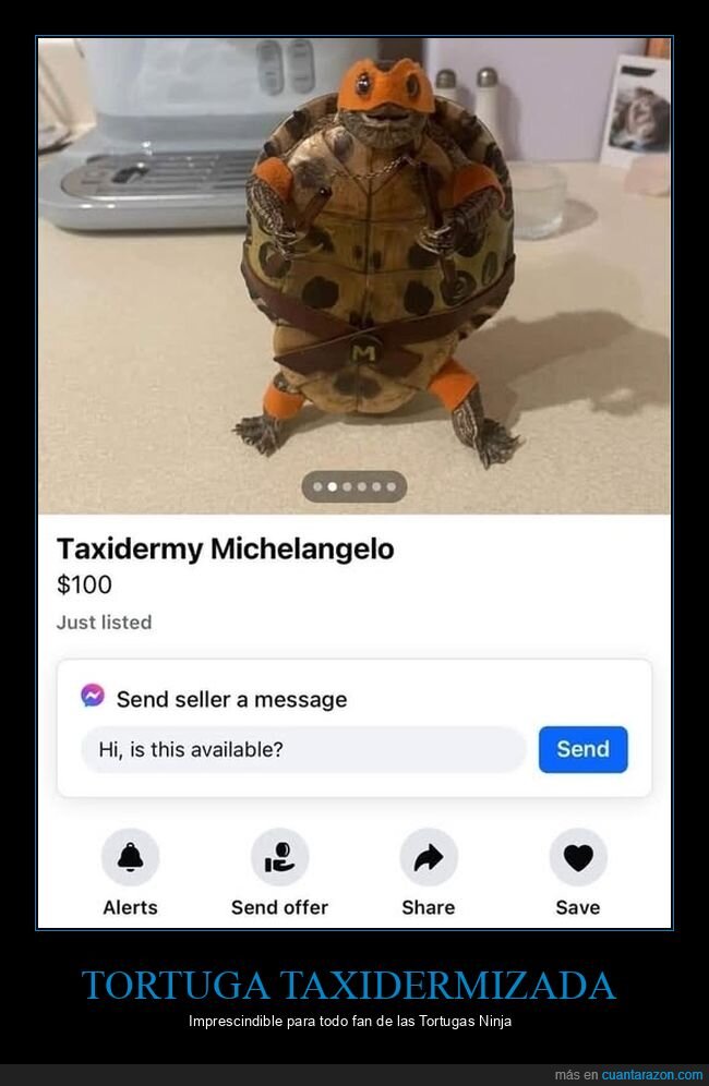 tortuga,taxidermia