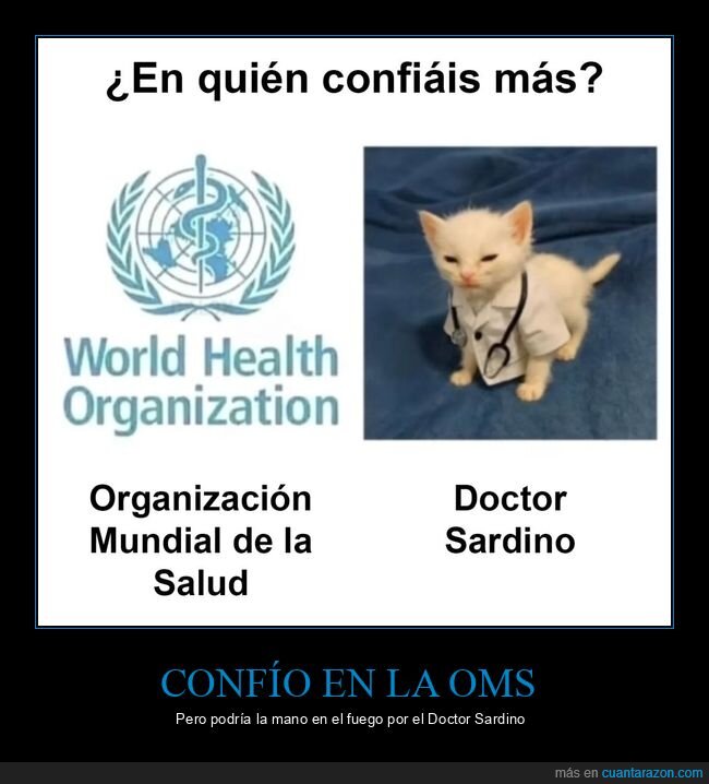oms,doctor sardino,gato