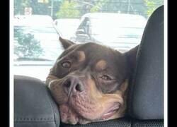 Enlace a Fotos de animales poniendo las caras más extrañas y divertidas