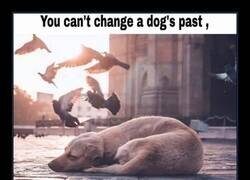 Enlace a Lo que puedes lograr adoptando un perro