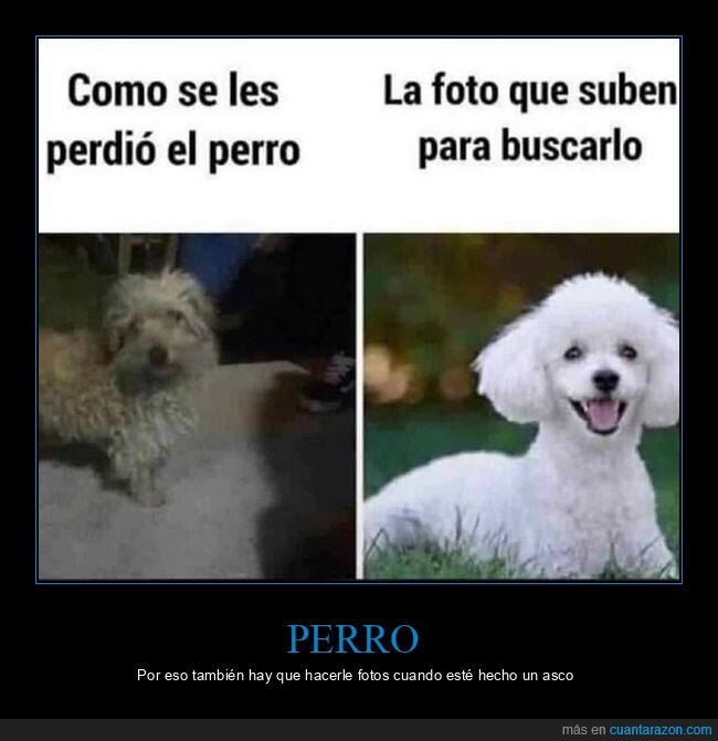 buscar,foto,perdido,perros