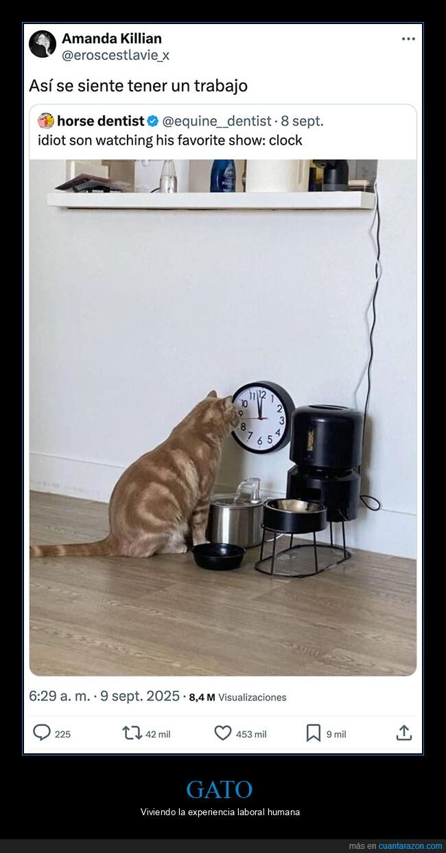 gatos,mirando,reloj,trabajo