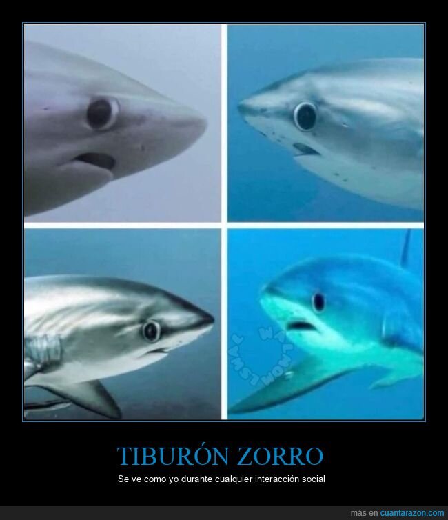 tiburón zorro,caras