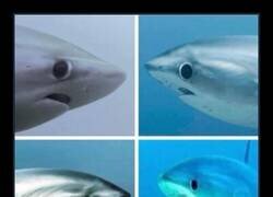 Enlace a La cara del tiburón zorro