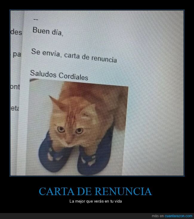 carta de renuncia,gato,trabajo