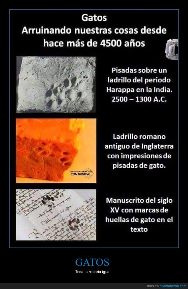 gatos,historia,huellas