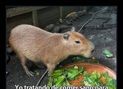 Enlace a Comiendo sano