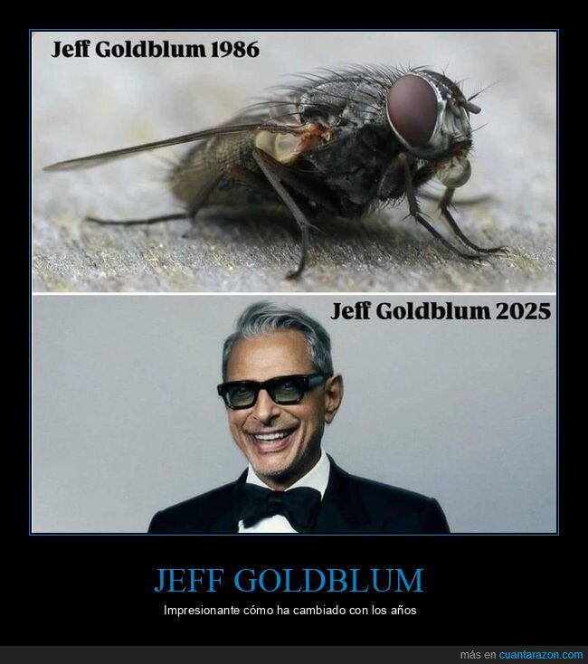 jeff goldblum,mosca