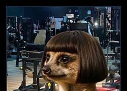 Enlace a Un error bastante común