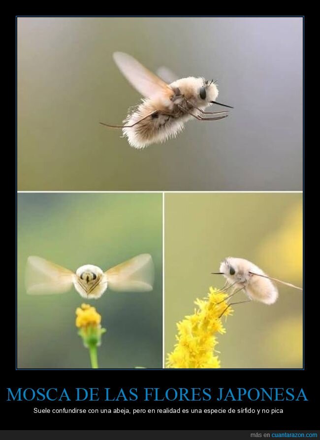 mosca de las flores japonesa,insecto