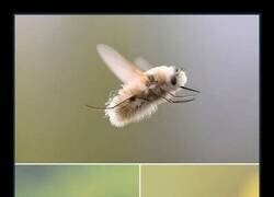 Enlace a La abeja que en realidad no es una abeja