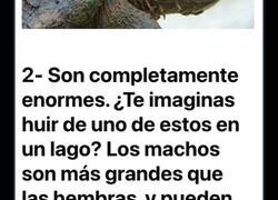 Enlace a Datos increíbles sobre las tortugas caimán que te harán plantearte tu próximo baño en un lago