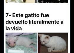 Enlace a Rompedoras imágenes que muestran el antes y el después de la transformación de gatitos rescatados