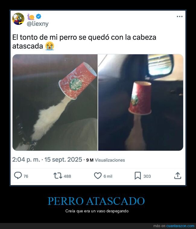 perro,atascado,vaso
