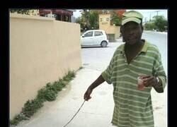 Enlace a Una mascota peculiar