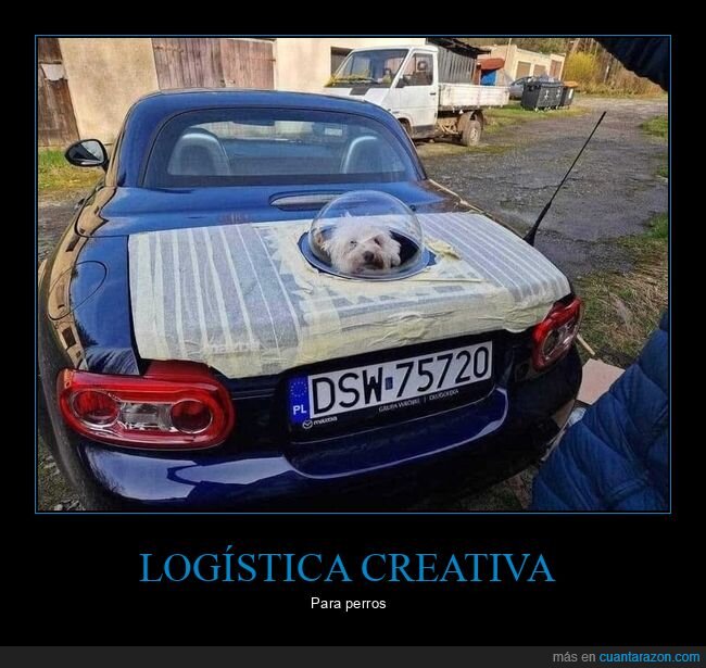 coche,perro