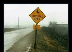 Enlace a Mucho cuidado con el ciervo