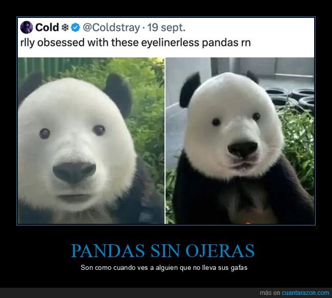 gafas,oso panda