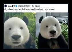 Enlace a Así es otro animal completamente distinto...